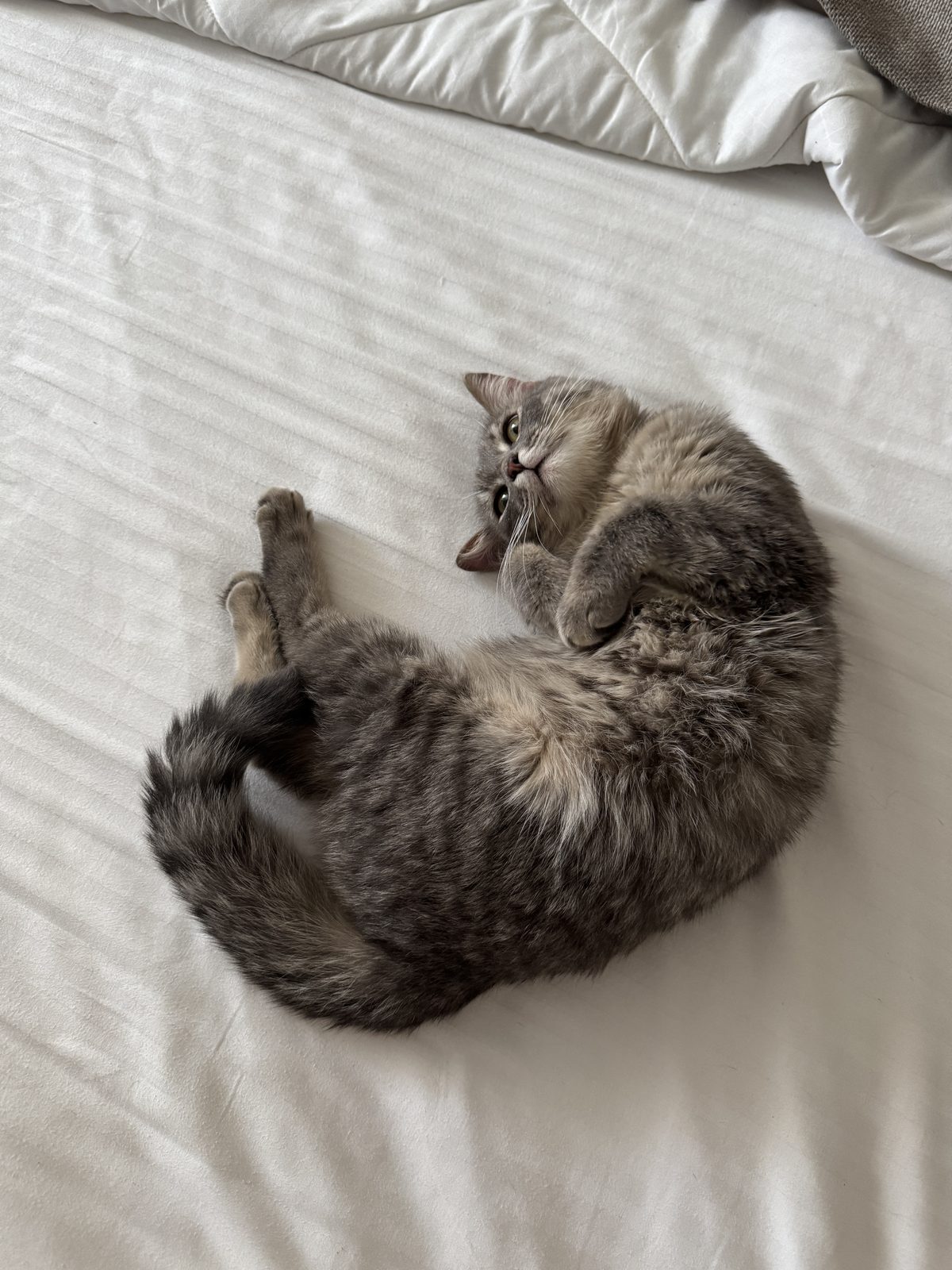Found Cat in Leeds, England — listing photo