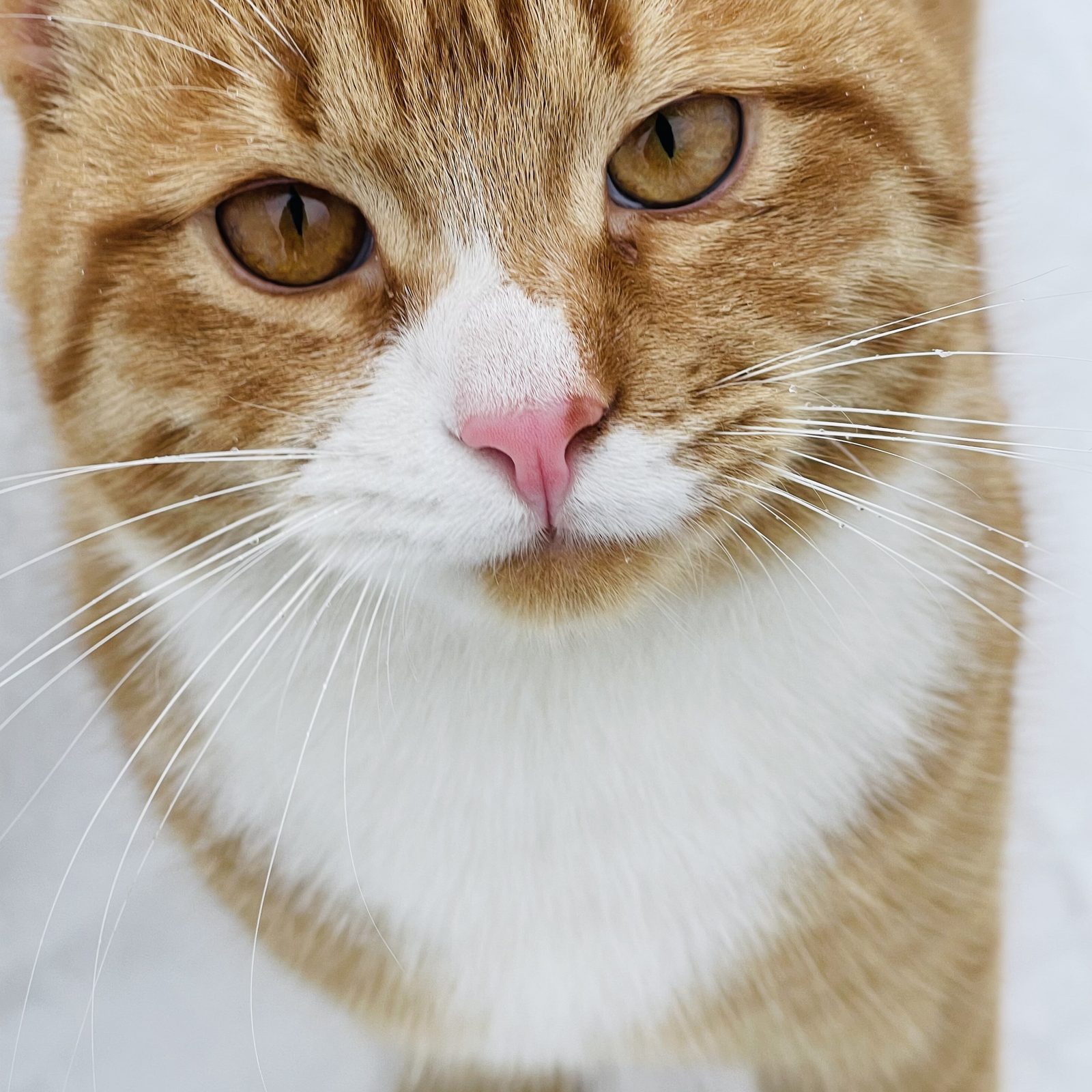 Lost Cat in Stoke-on-Trent, England — listing photo