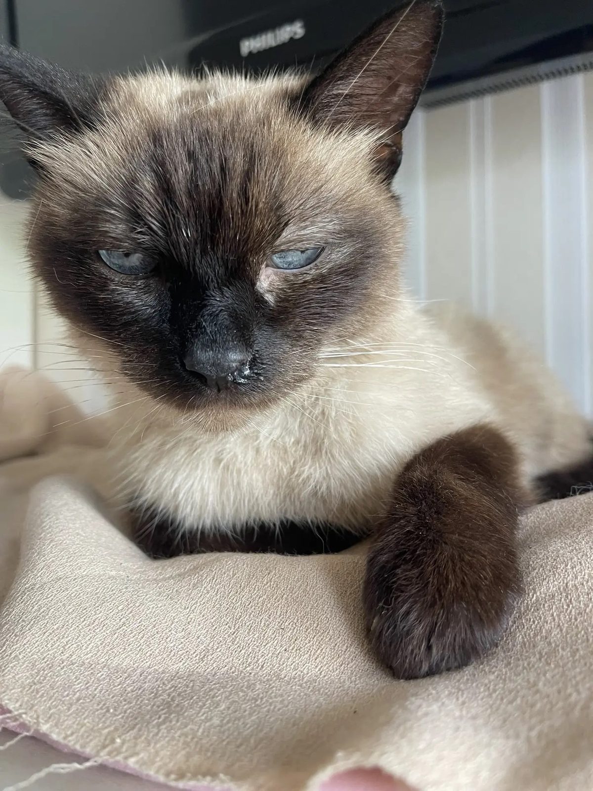 Found Cat in Swansea, Wales — listing photo