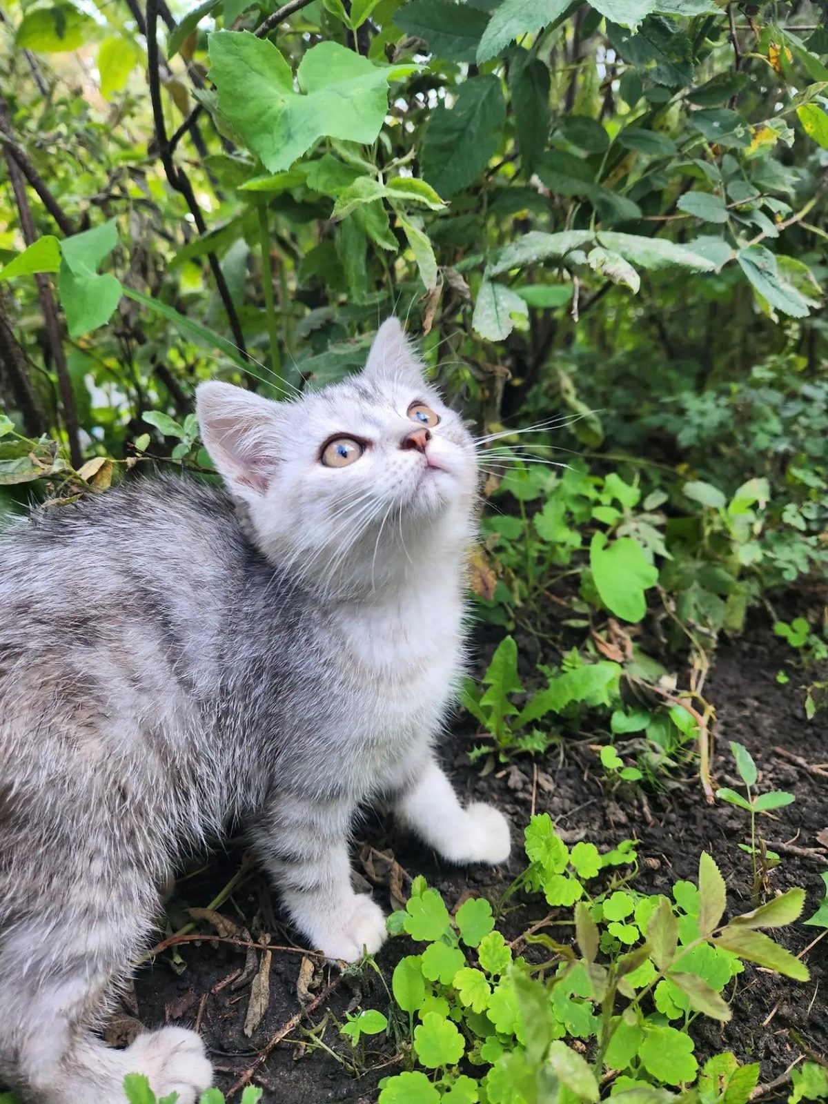 Found Cat in Cardiff, Wales — listing photo
