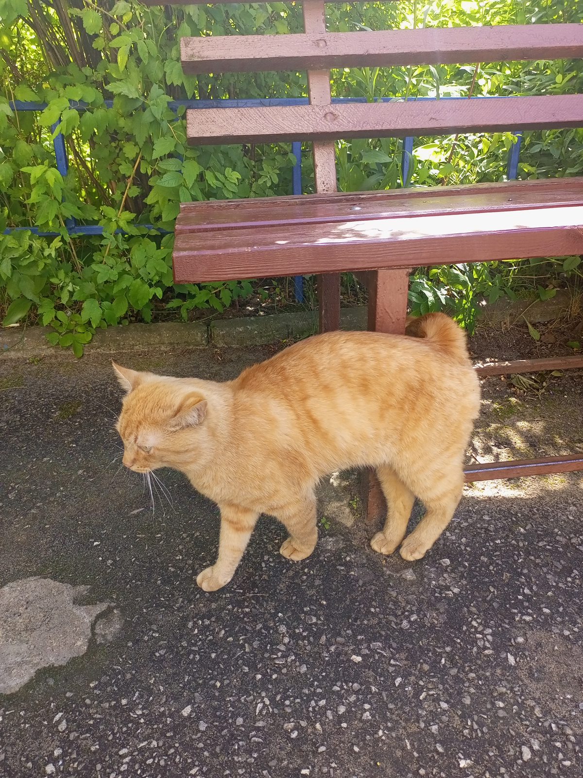 Found Cat in Bradford, England — listing photo