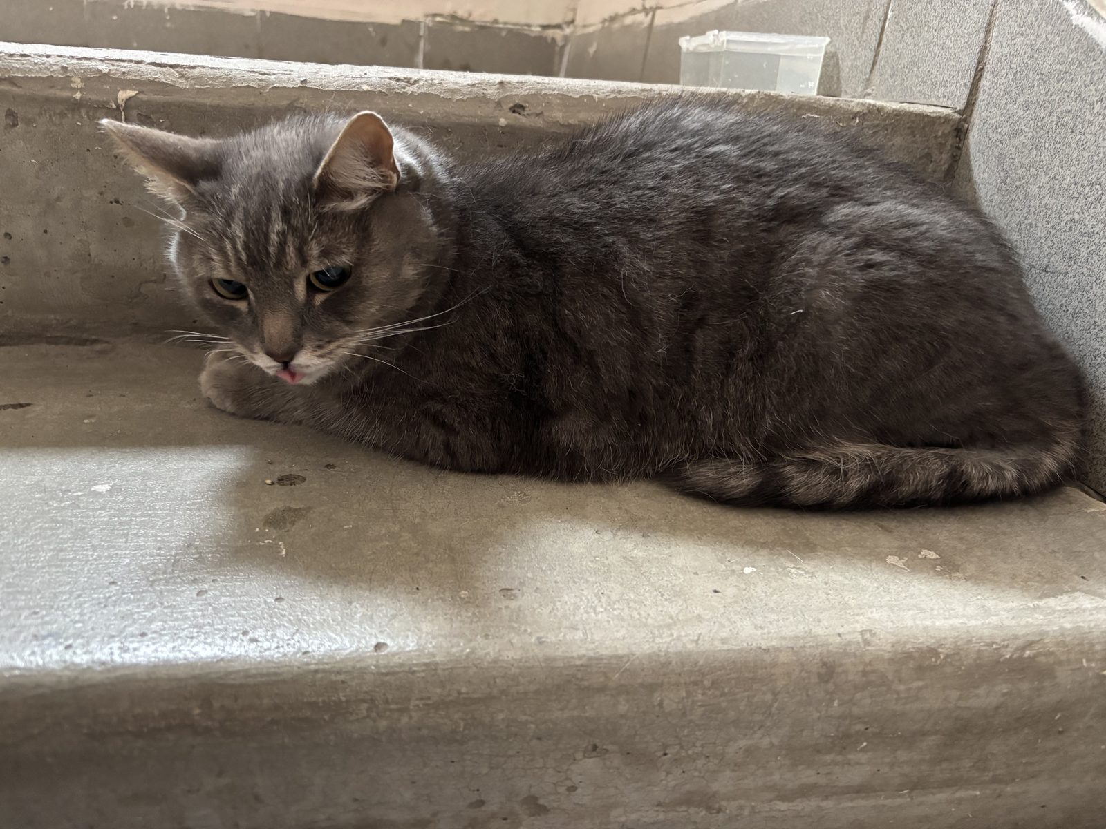 Found Cat in York, England — listing photo