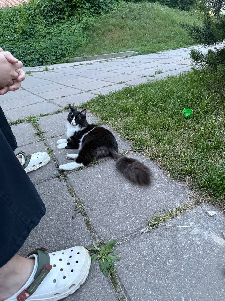 Found Cat in Plymouth, England — Cat found safe
