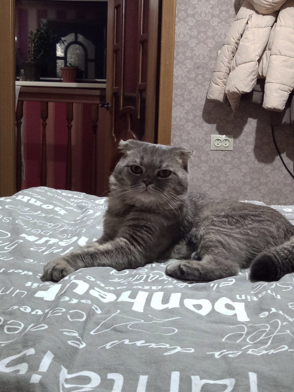 Lost Cat in Wolverhampton, England — listing photo