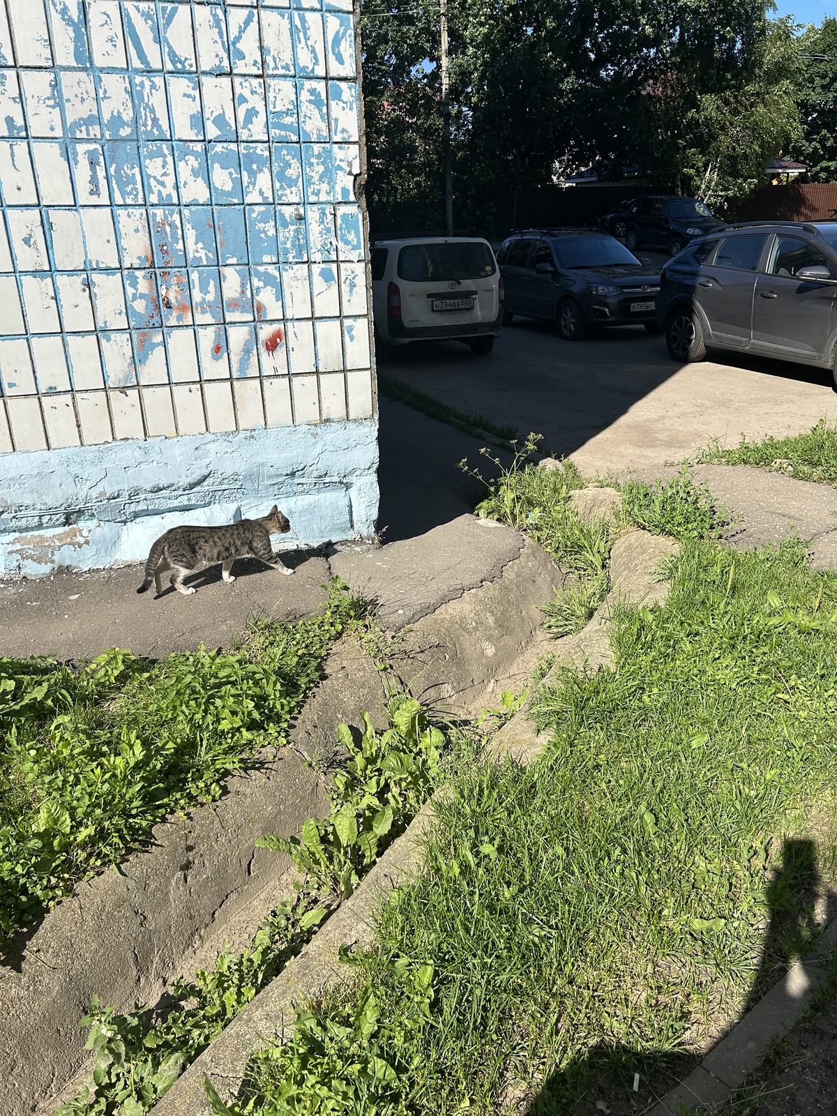 Found Cat in Edinburgh, Scotland — listing photo