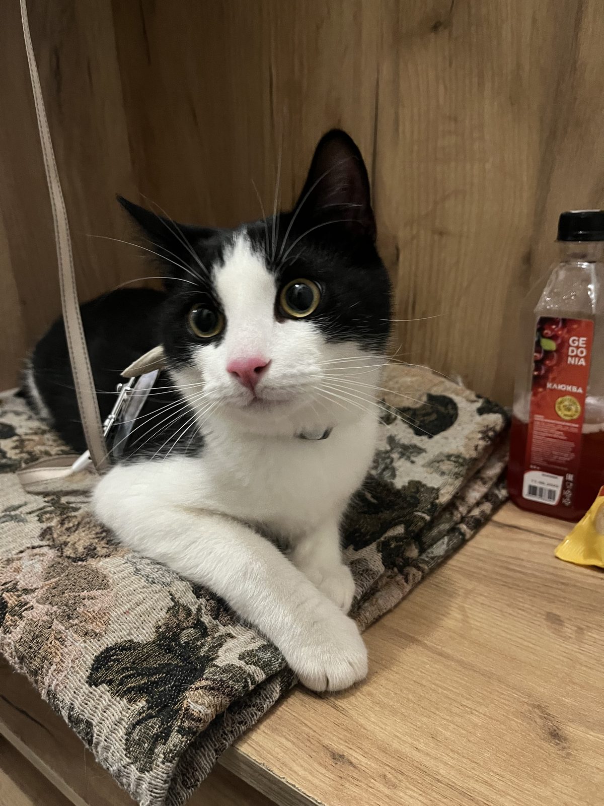 Found Cat in Oxford, England — listing photo