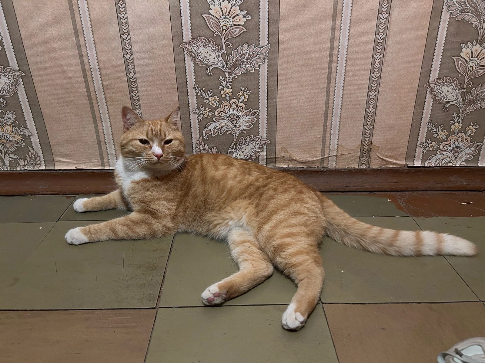 Found Cat in Reading, England — listing photo