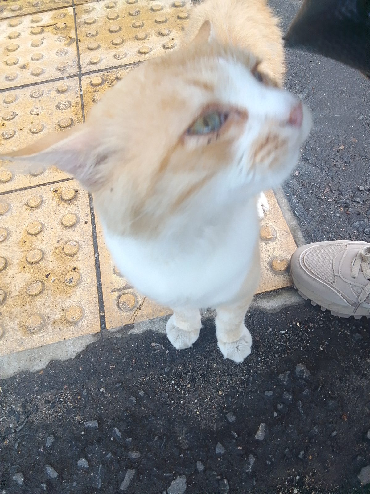 Found Cat in Reading, England — listing photo