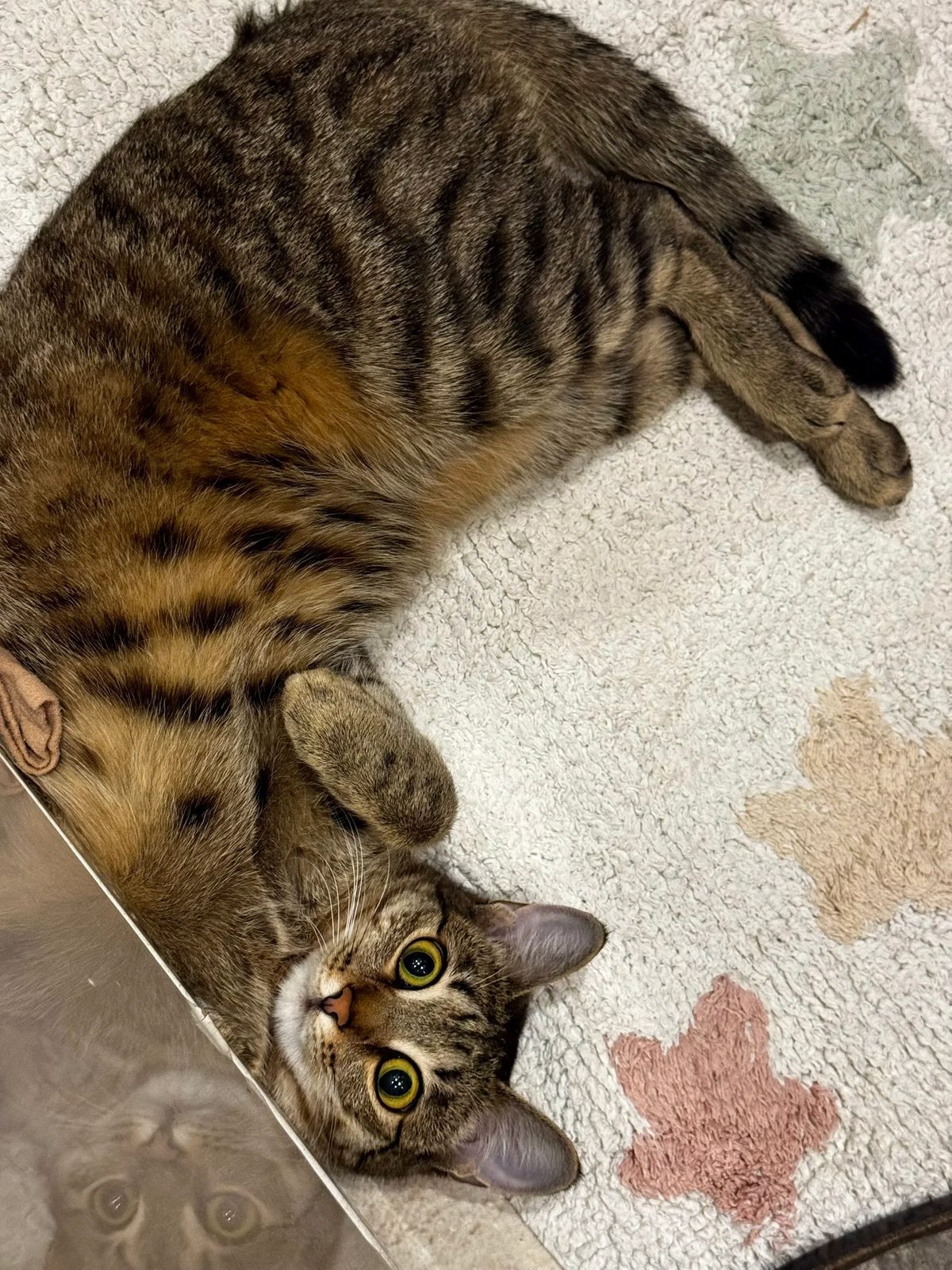 Lost Cat in Newcastle upon Tyne, England — listing photo