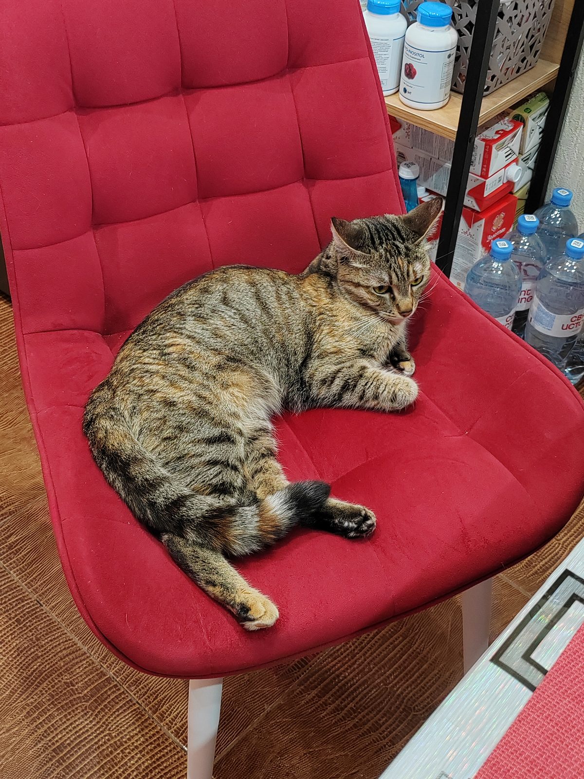 Found Cat in London, England — listing photo