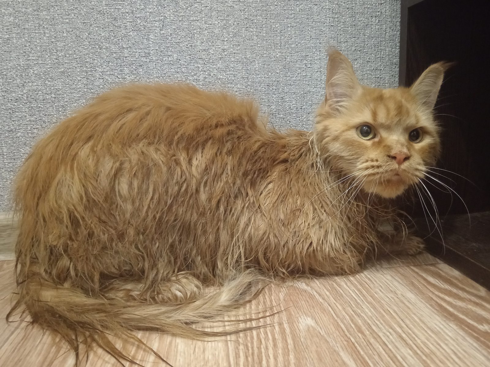 Found Cat in Newcastle upon Tyne, England — Cat found safe