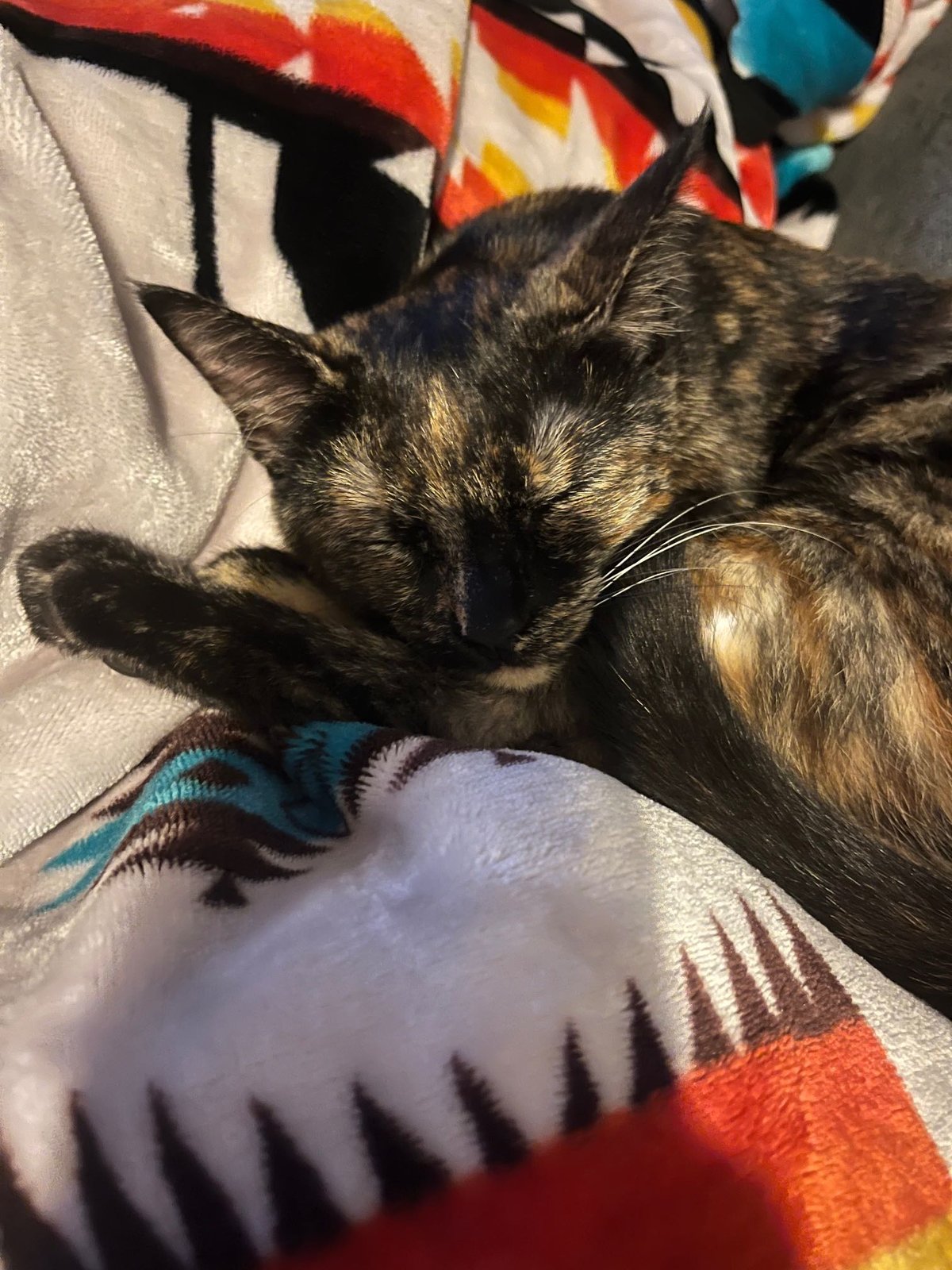 Lost Cat in Coventry, England — listing photo