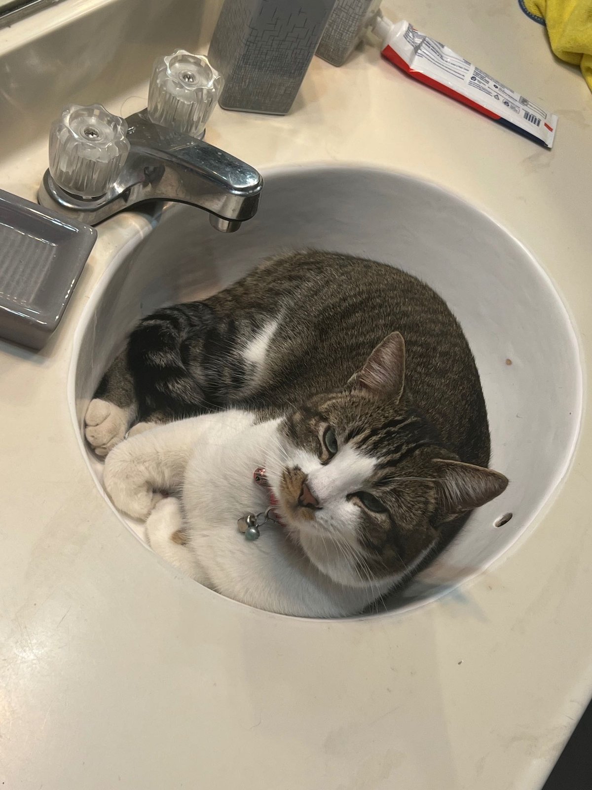 Lost Cat in Manchester, England — listing photo