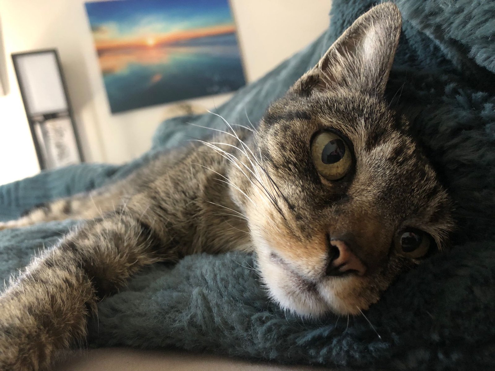 Lost Cat in Plymouth, England — listing photo