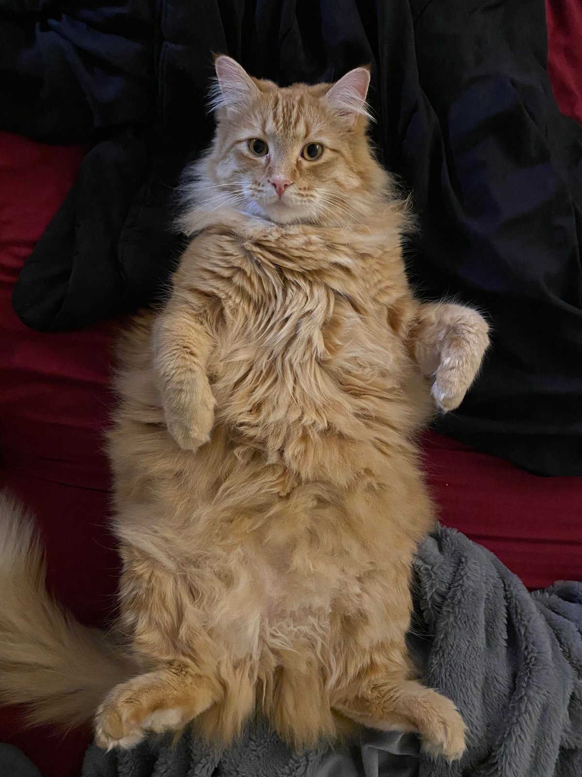 Lost Cat in Wolverhampton, England — Have you seen this cat?
