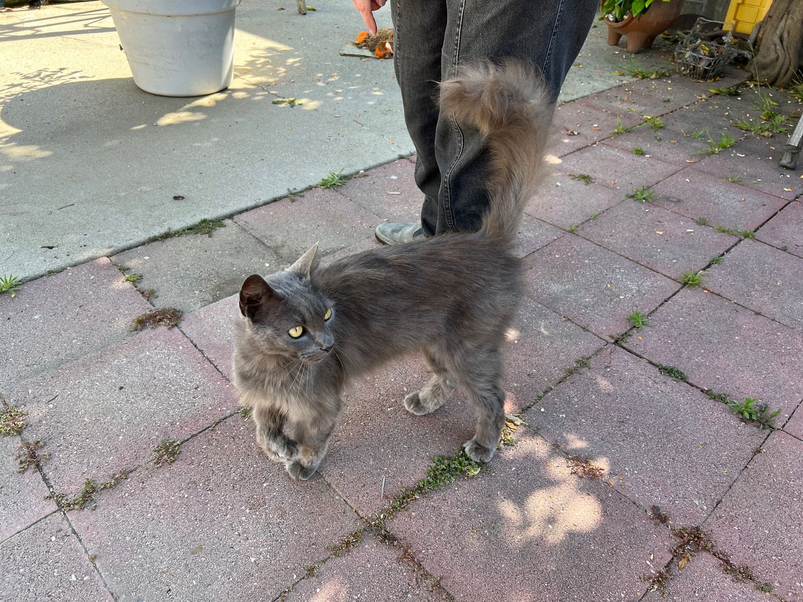 Found Cat in Stoke-on-Trent, England — Cat found safe