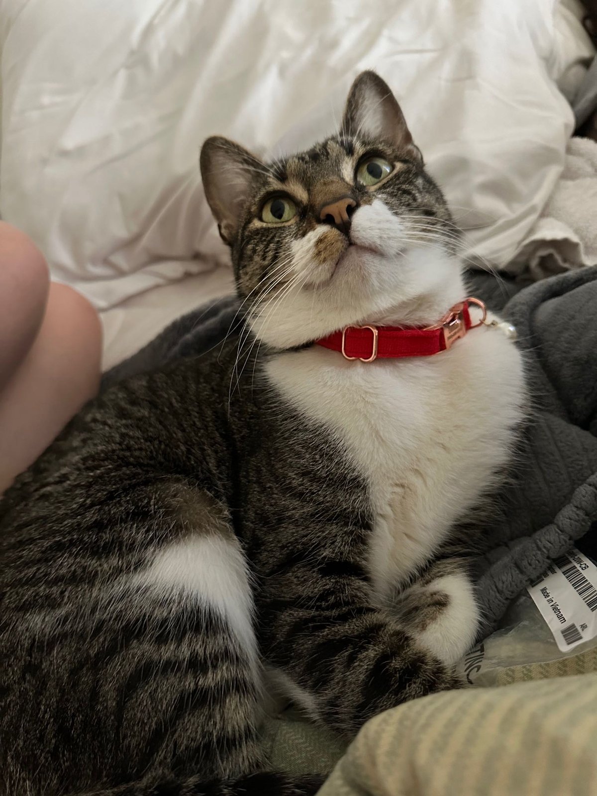 Lost Cat in Glasgow, Scotland — listing photo