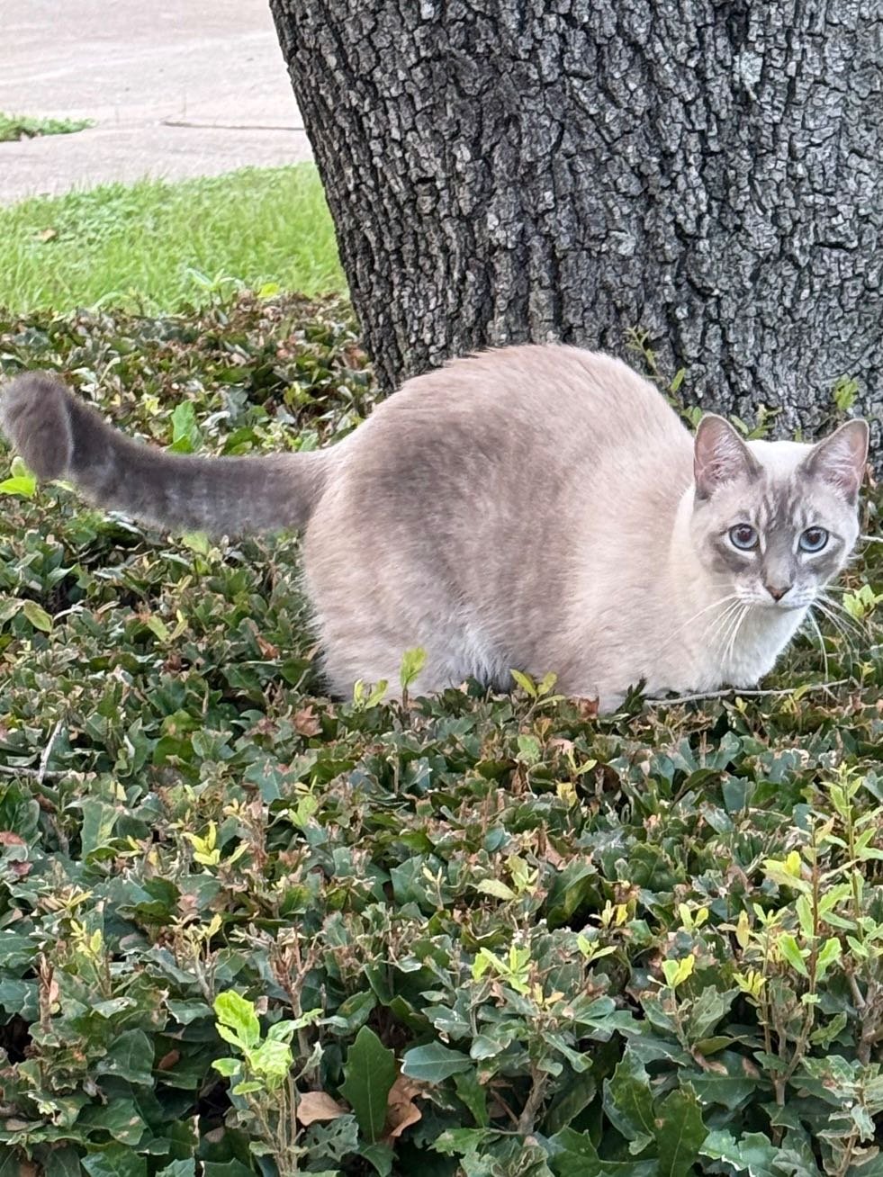 Lost Cat in Bristol, England — listing photo