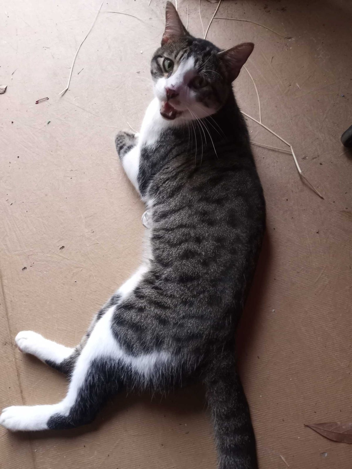 Found Cat in Southampton, England — listing photo