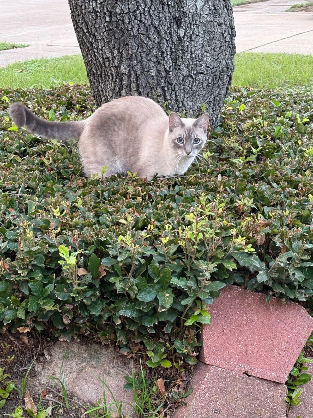 Lost Cat in Norwich, England — listing photo