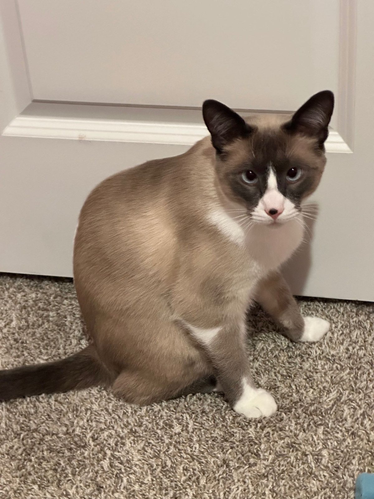 Lost Cat in Cardiff, Wales — listing photo