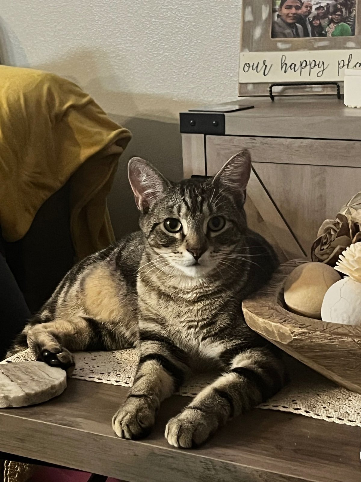 Lost Cat in Leicester, England — listing photo