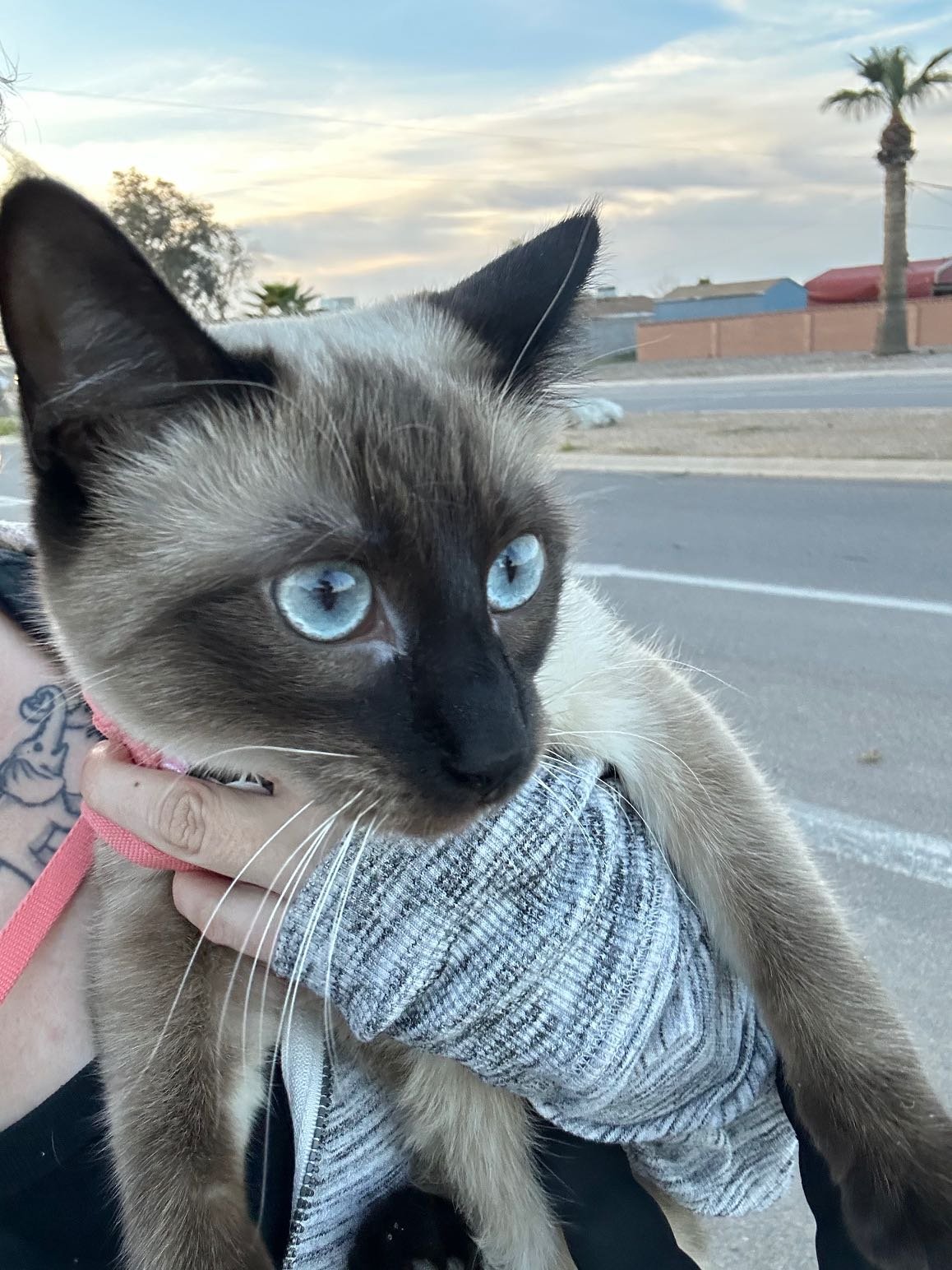 Lost Cat in Bristol, England — listing photo
