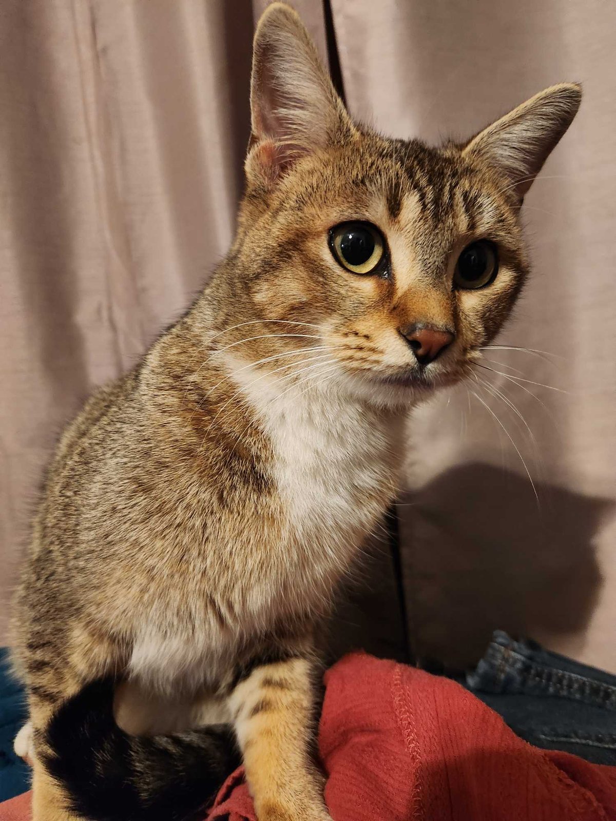 Found Cat in Norwich, England — listing photo