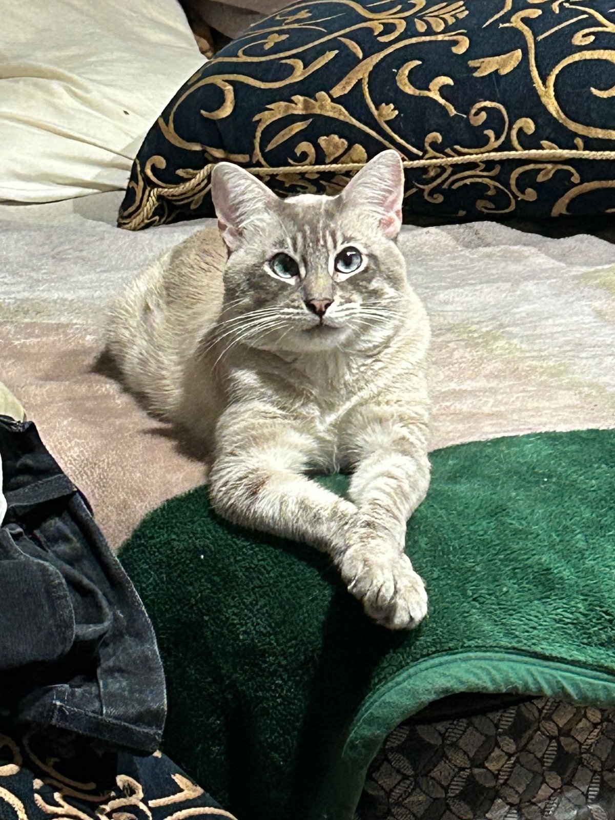 Lost Cat in Cardiff, Wales — Have you seen this cat?
