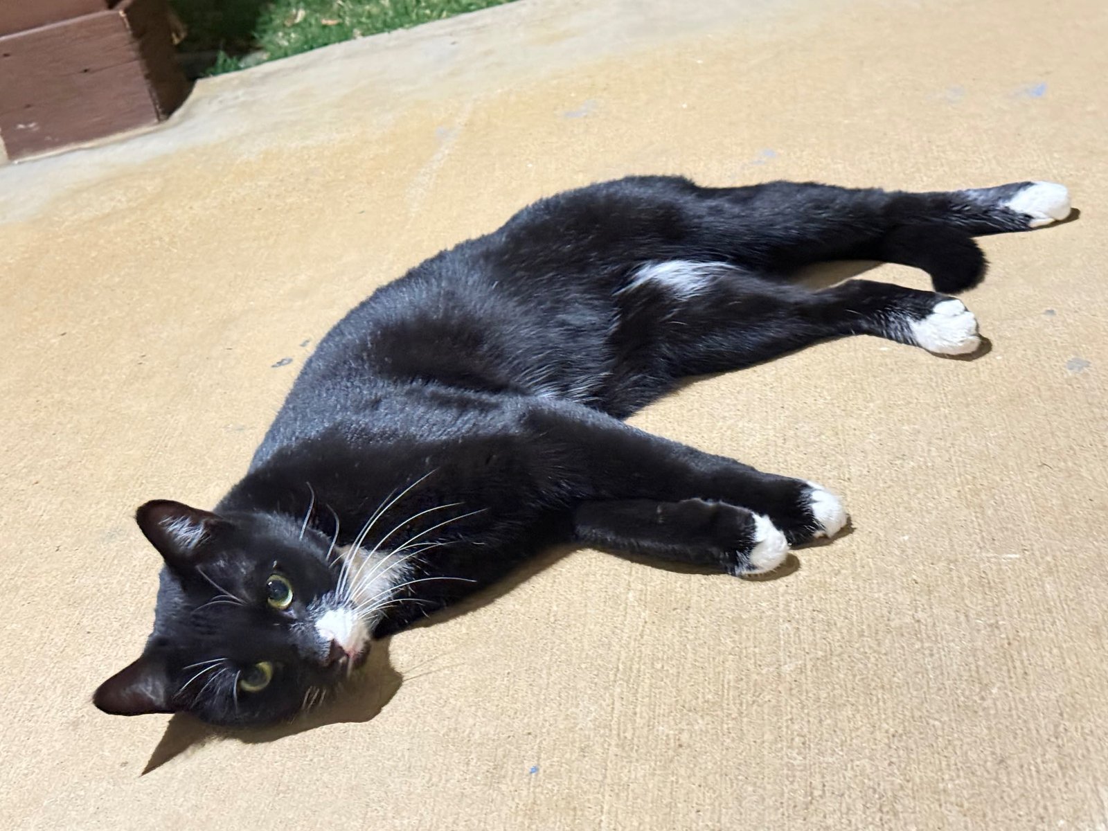 Found Cat in Swansea, Wales — listing photo
