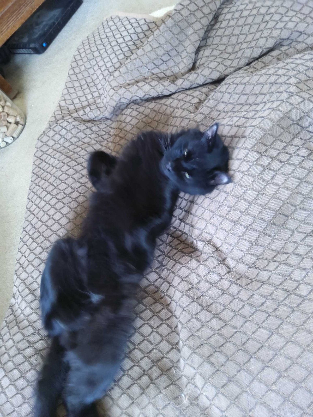 Lost Cat in Derby, England — listing photo