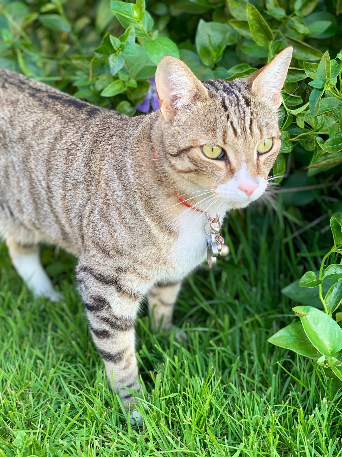 Lost Cat in Cambridge, England — listing photo