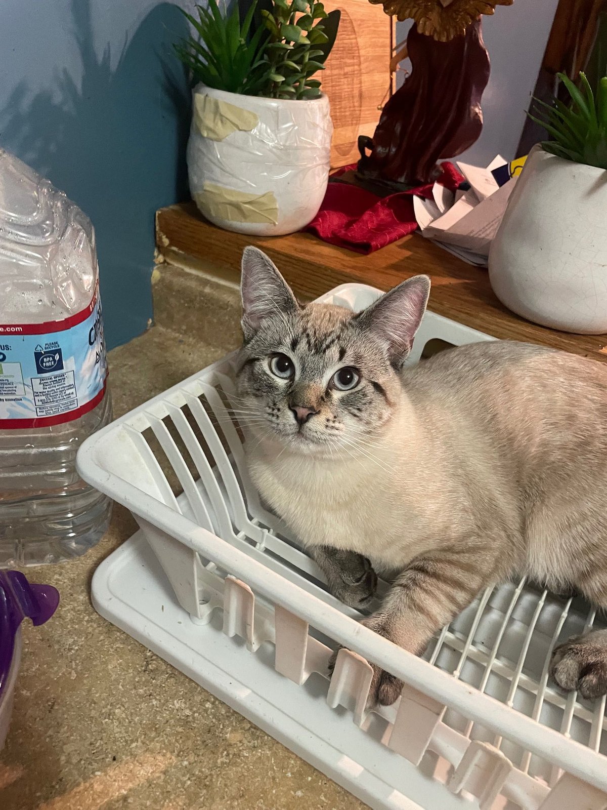 Lost Cat in York, England — Have you seen this cat?