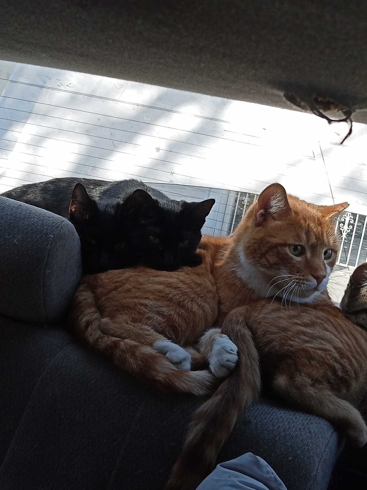 Lost Cat in Belfast, Northern Ireland — listing photo
