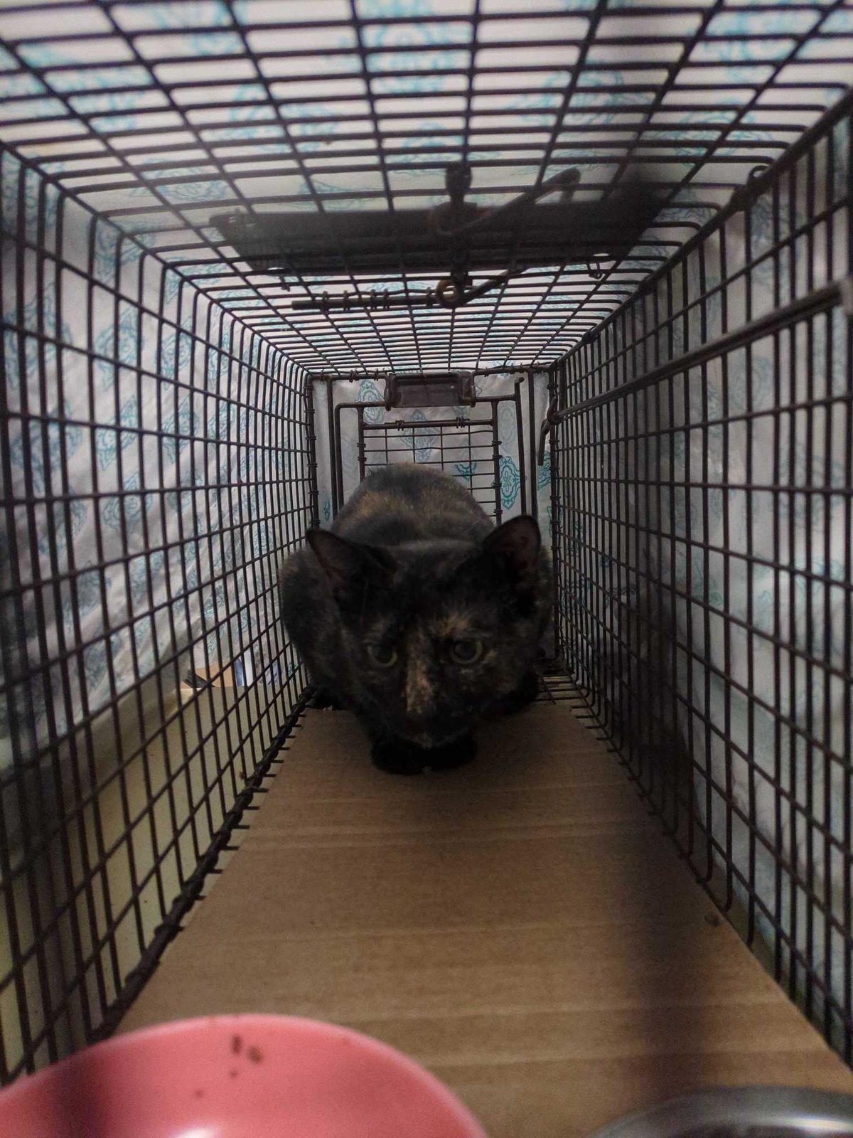 Found Cat in Newcastle upon Tyne, England — Cat found safe