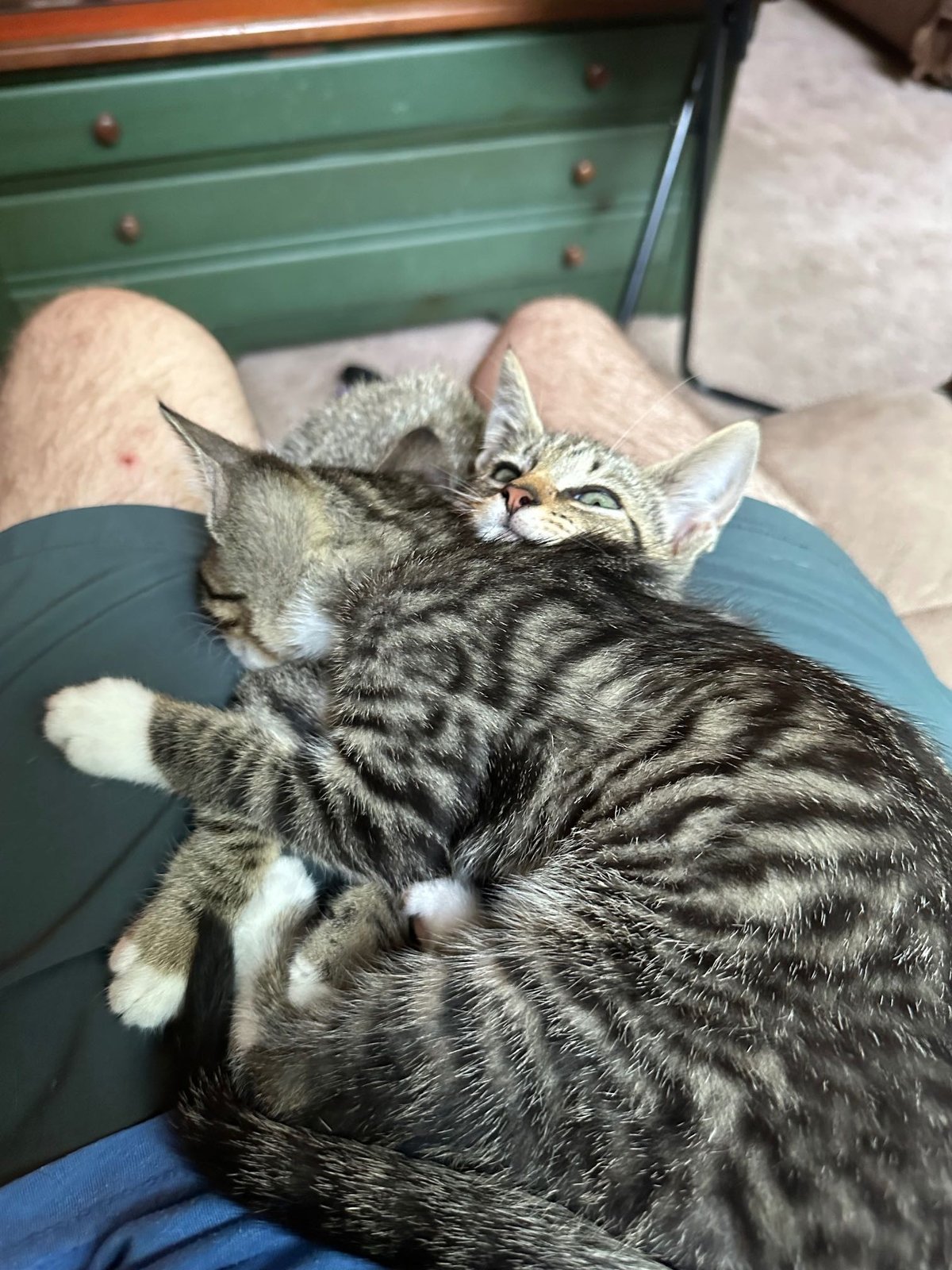 Lost Cat in Sheffield, England — listing photo