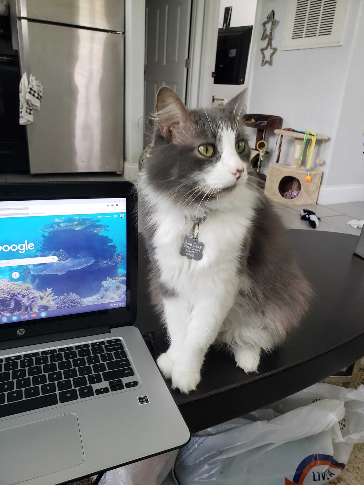 Lost Cat in Swansea, Wales — Have you seen this cat?