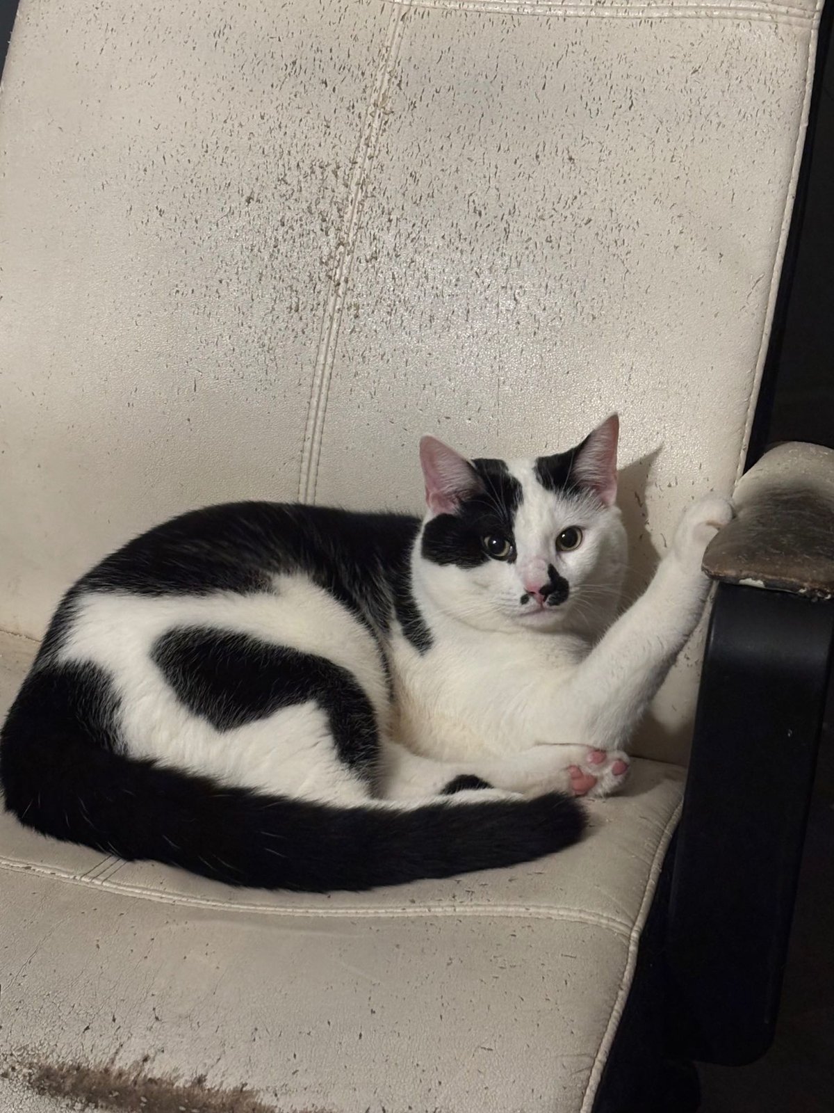 Lost Cat in Portsmouth, England — listing photo