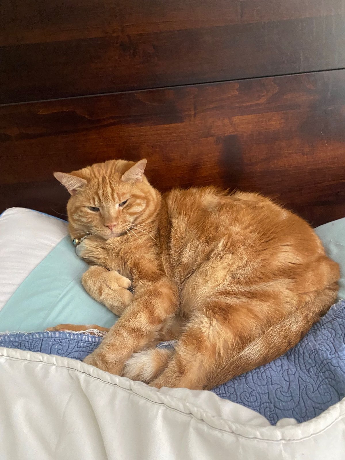 Lost Cat in Manchester, England — listing photo