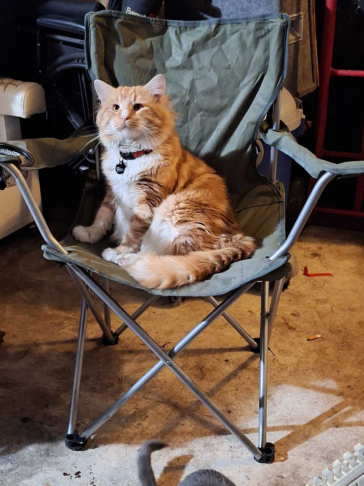 Lost Cat in Manchester, England — Have you seen this cat?