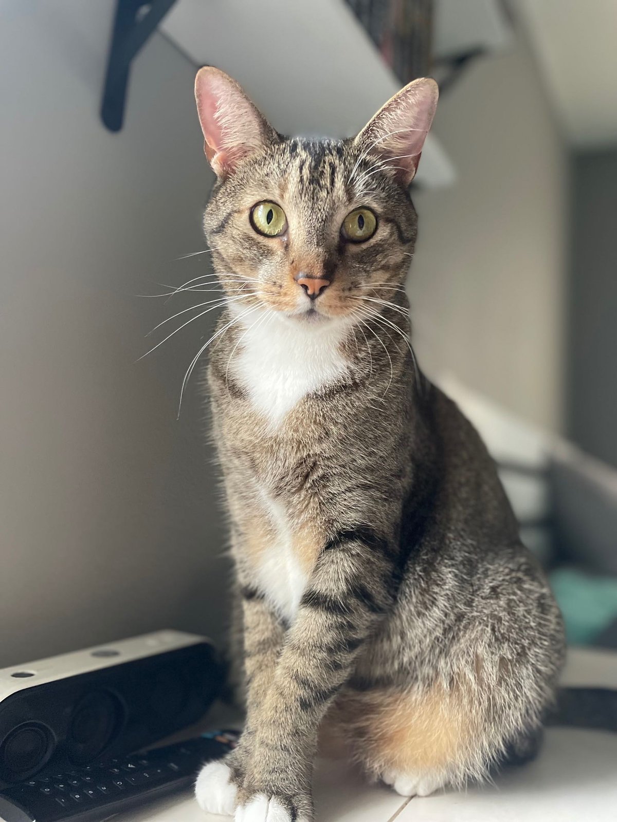 Lost Cat in Leicester, England — listing photo