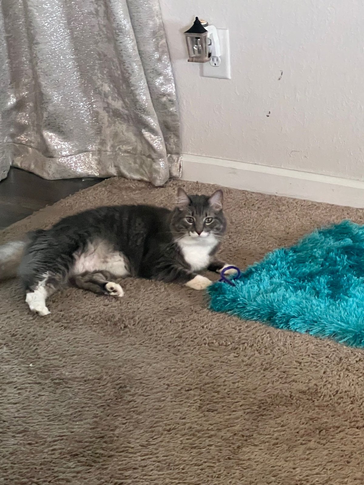 Lost Cat in Belfast, Northern Ireland — listing photo