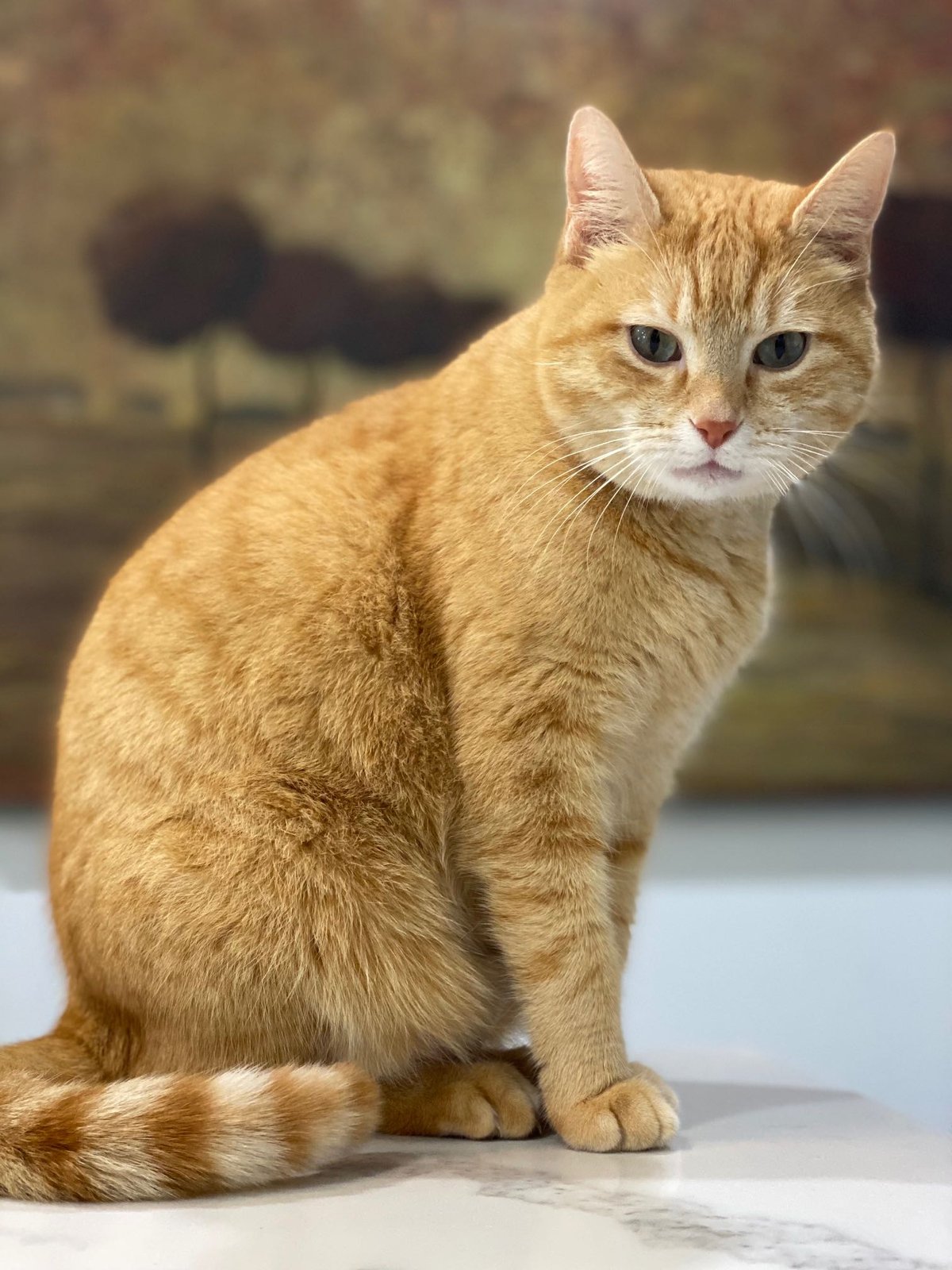 Lost Cat in Liverpool, England — Have you seen this cat?