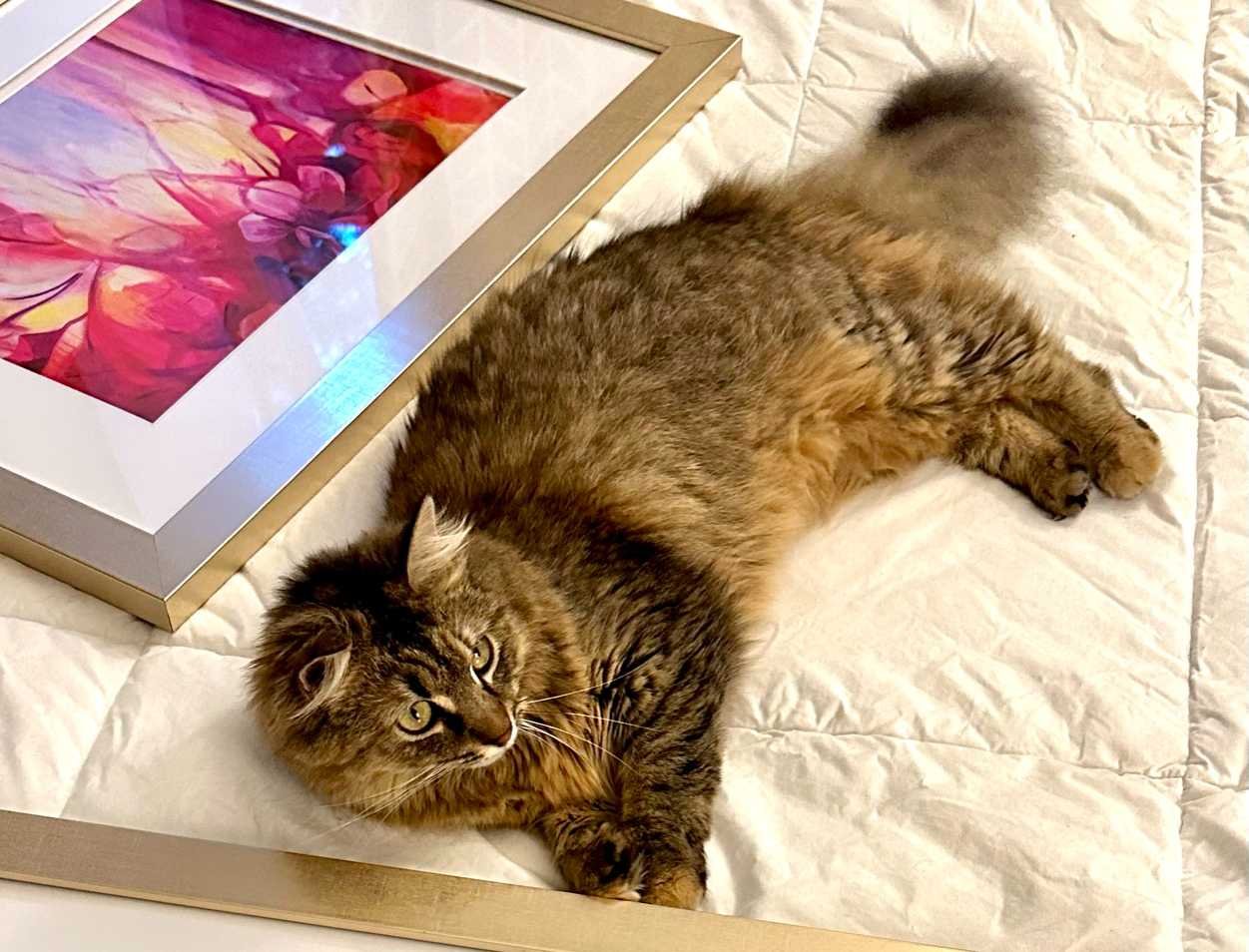 Lost Cat in Derby, England — listing photo
