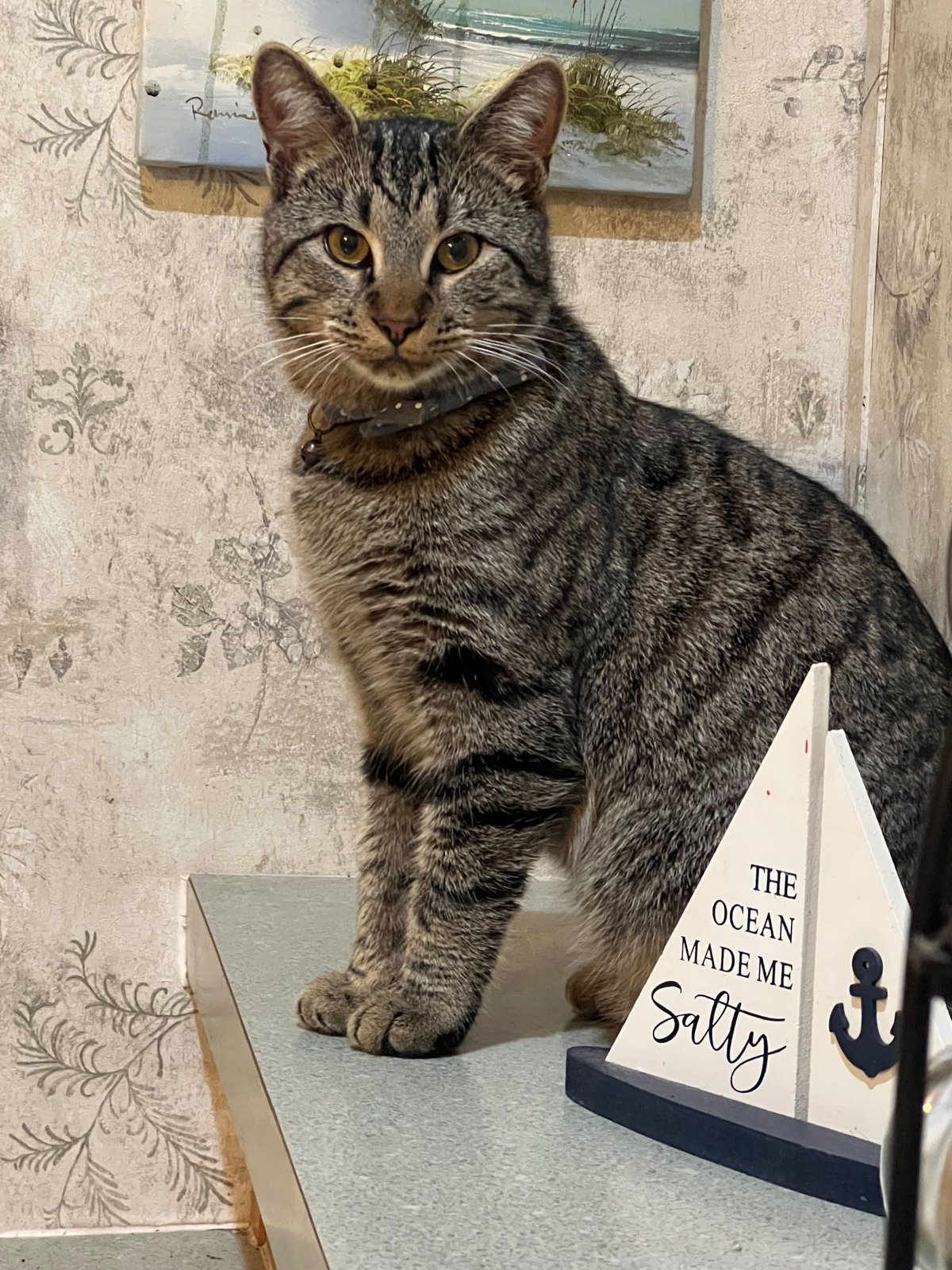 Lost Cat in Glasgow, Scotland — listing photo