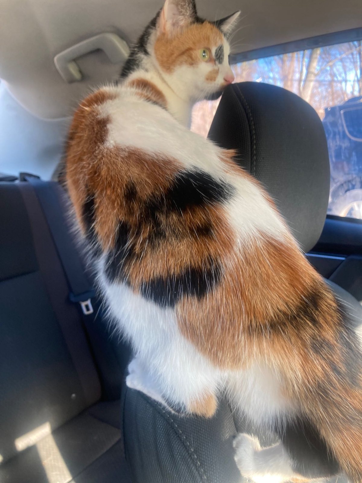 Lost Cat in Brighton, England — Have you seen this cat?