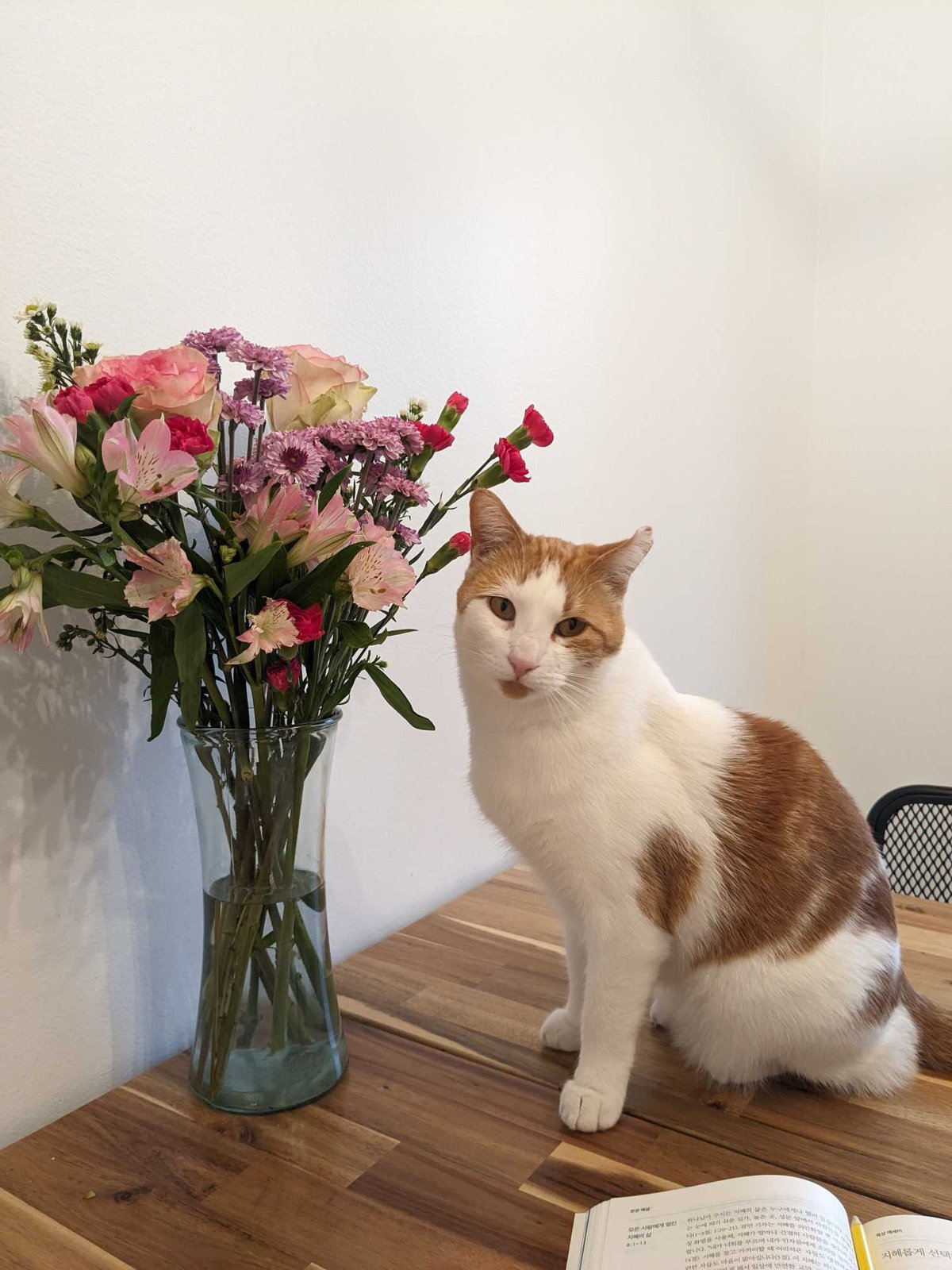 Lost Cat in Sheffield, England — listing photo