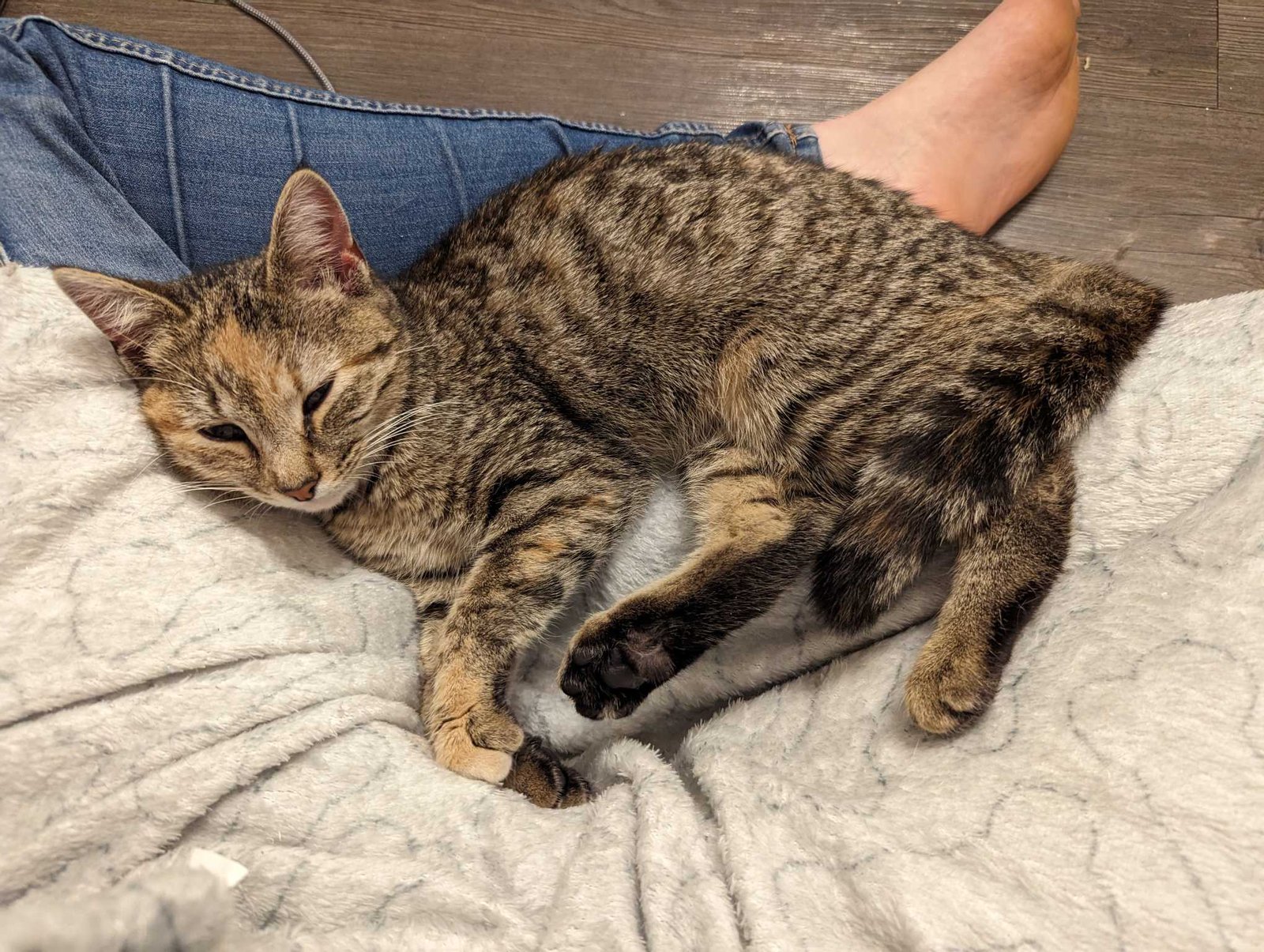 Found Cat in Plymouth, England — Cat found safe