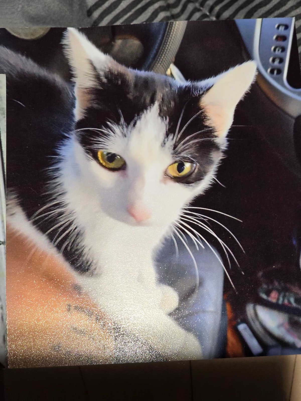 Lost Cat in Belfast, Northern Ireland — listing photo