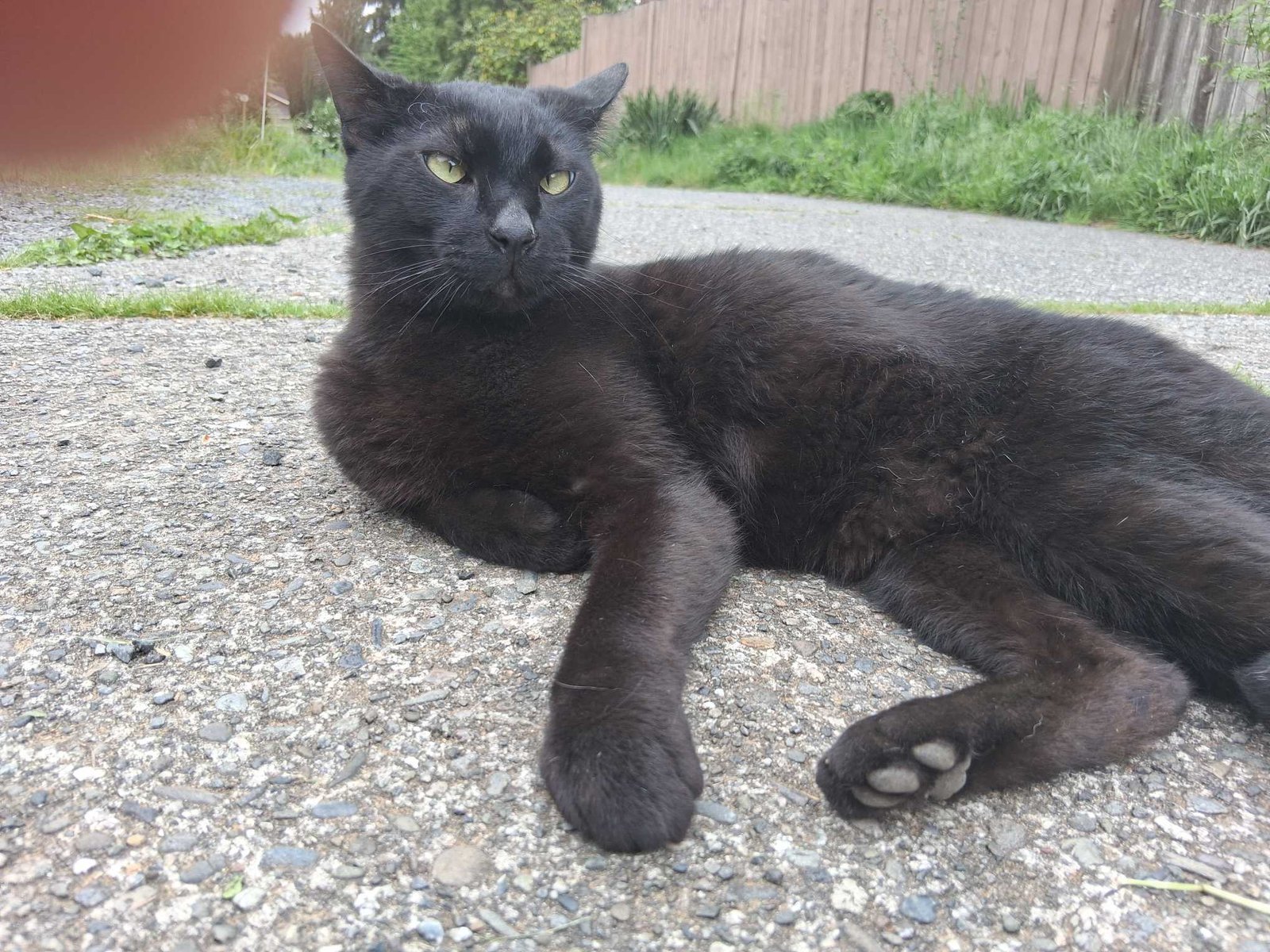 Found Cat in Coventry, England — listing photo